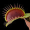 Dionaea muscipula 'Big Mouth’