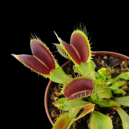 Dionaea muscipula ‘Big Mouth’ (Venus Flytrap)