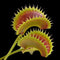 Dionaea muscipula 'Great White Shark' (Venus Flytrap)