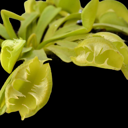 Dionaea muscipula ‘Green Dog' (Venus Flytrap)