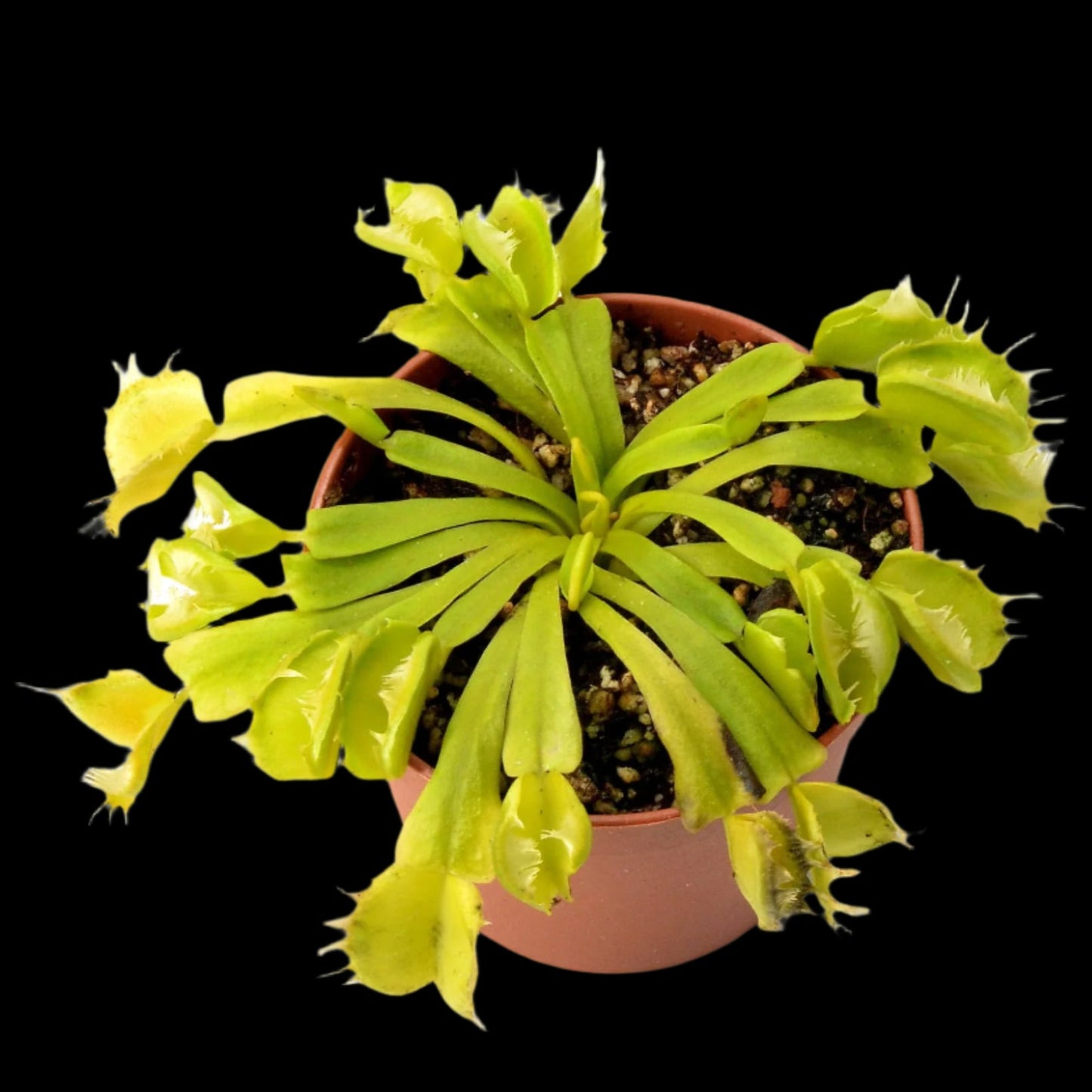 Dionaea muscipula ‘Green Dog' (Venus Flytrap)