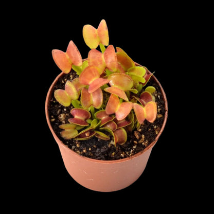 Dionaea muscipula ‘Hypatia' (Venus Flytrap)