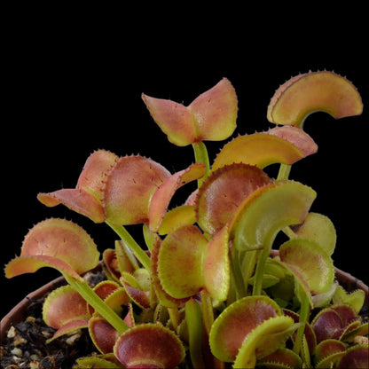 Dionaea muscipula ‘Hypatia' (Venus Flytrap)
