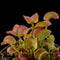 Dionaea muscipula 'Hypatia'