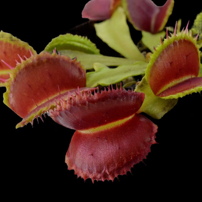 Dionaea muscipula 'Kinky Wave' (Venus Flytrap)