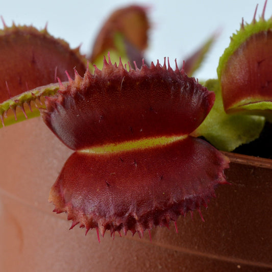 Dionaea muscipula 'Kinky Wave' (Venus Flytrap)