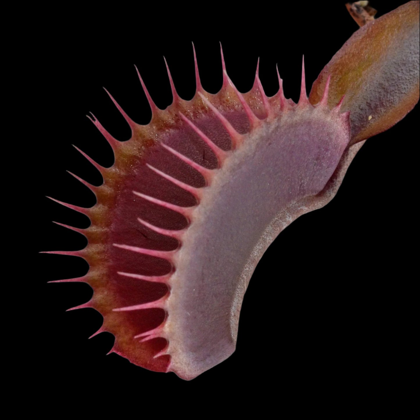Maroon Monster Dionaea Close-up of a Venus flytrap with a blurred background