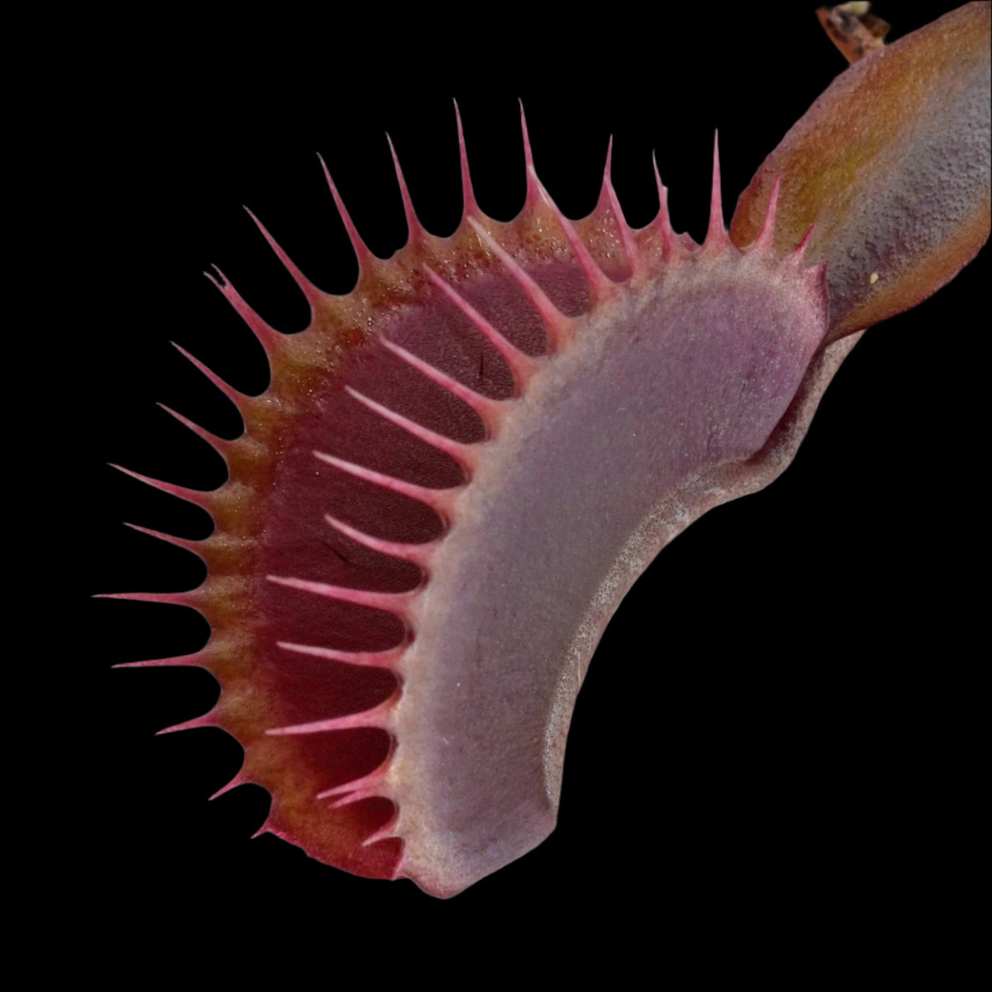 Maroon Monster Dionaea Close-up of a Venus flytrap with a blurred background