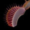 Dionaea muscipula 'Maroon Monster'