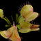 Dionaea muscipula 'Moon Trap' (Venus Flytrap)