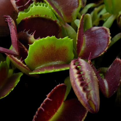 Dionaea muscipula ‘Pacman' (Venus Flytrap)
