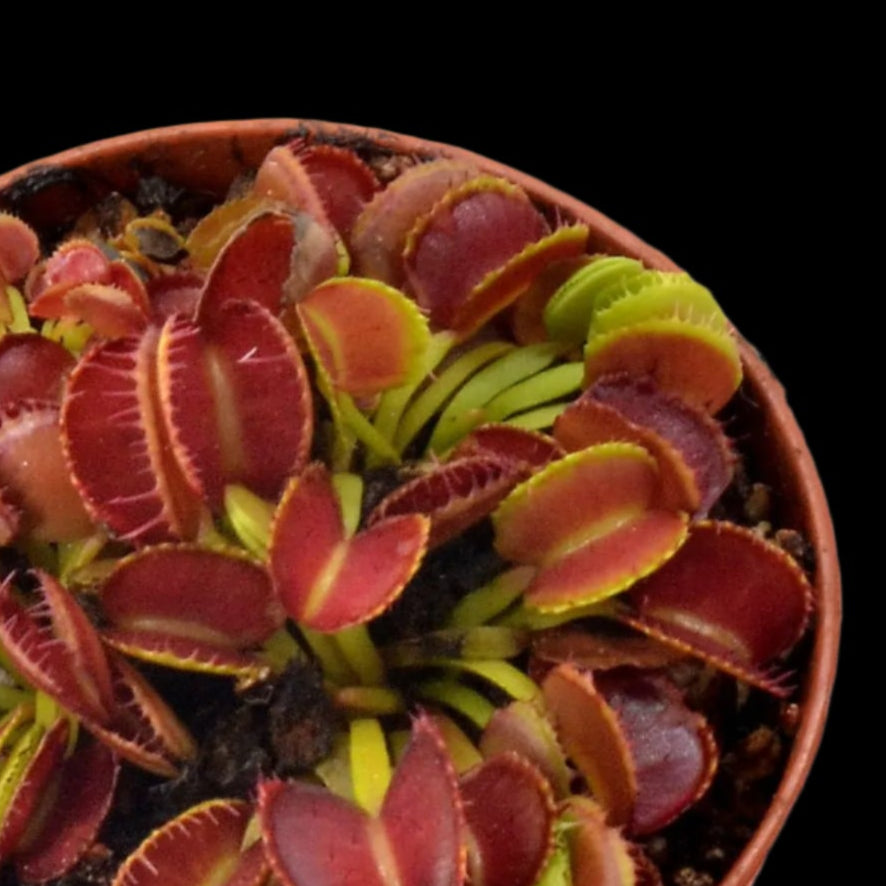 Dionaea muscipula ‘Pacman' (Venus Flytrap)