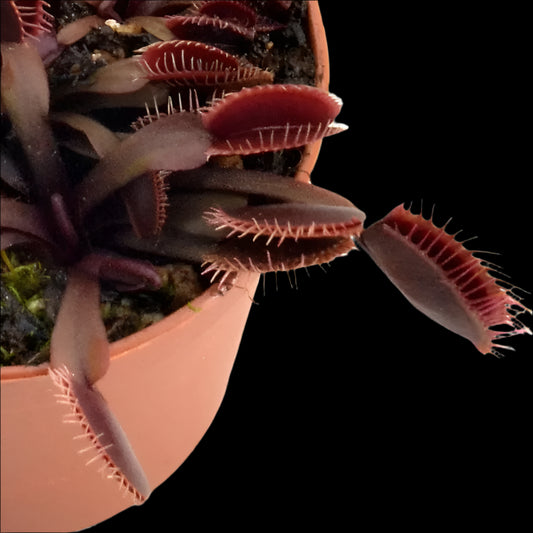 Dionaea muscipula ‘Pink Venus' (Venus Flytrap)