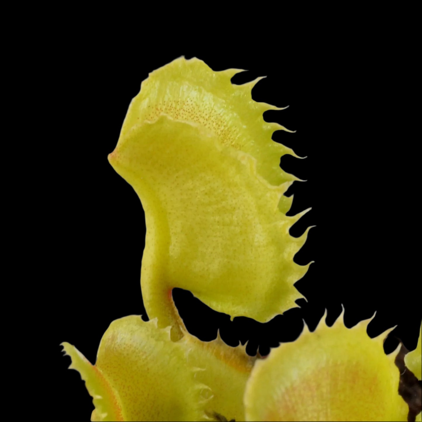 Dionaea muscipula ‘Red Fox' (Venus Flytrap)
