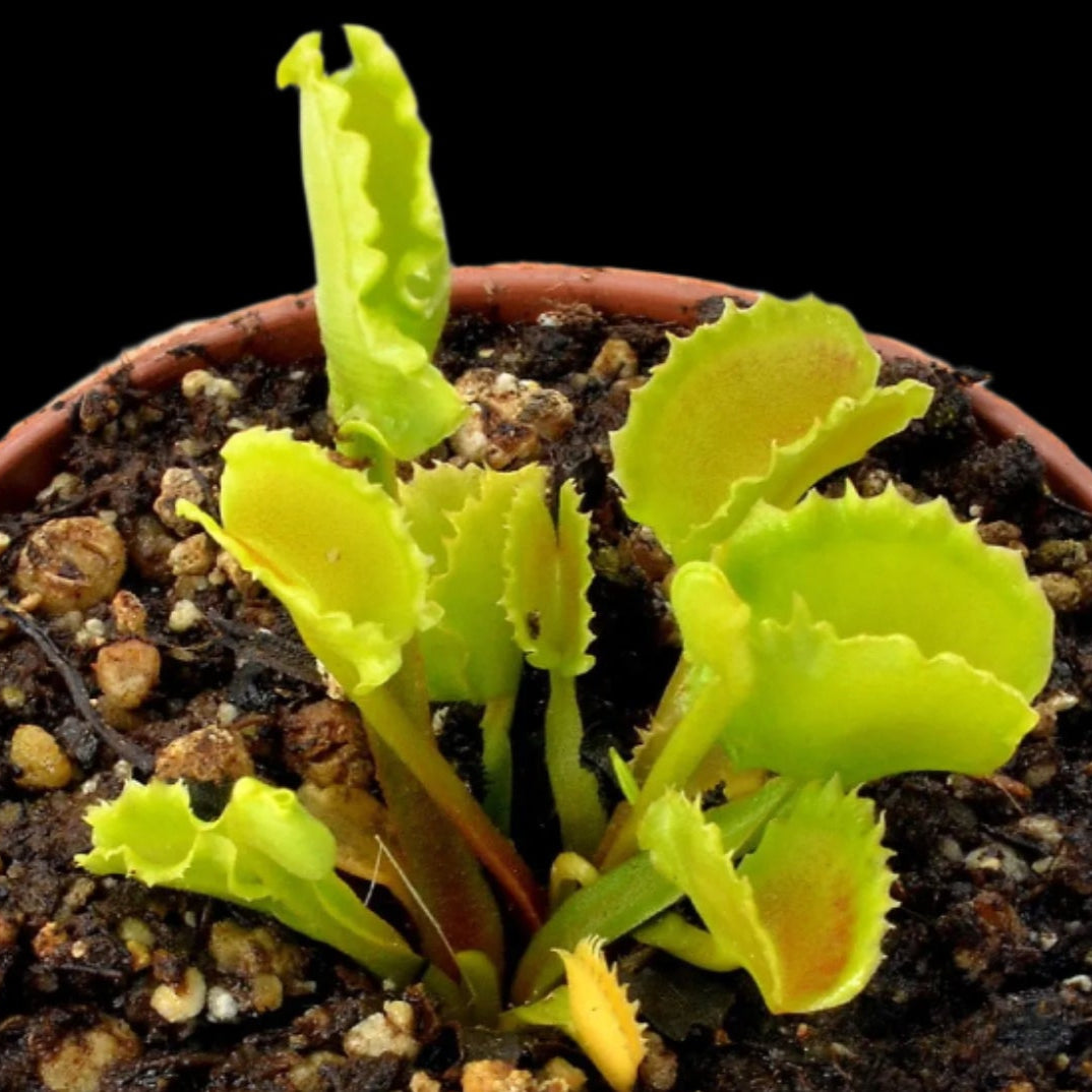 Dionaea muscipula ‘Red Fox' (Venus Flytrap)
