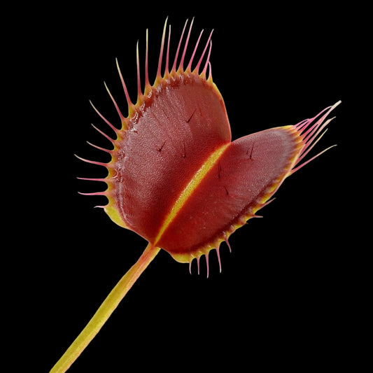 Dionaea muscipula Spider (Venus Flytrap)