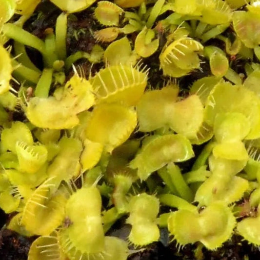 Dionaea spiderman Potted plant with yellowish-green leaves on a white background