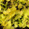 Dionaea muscipula 'Spiderman'