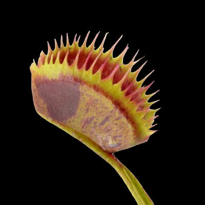 Spotty Close-up of a Venus flytrap with a white background