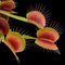 Dionaea muscipula 'FTS Towering Giant'