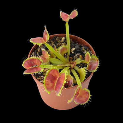 Dionaea muscipula ‘Wave Clip' (Venus Flytrap)