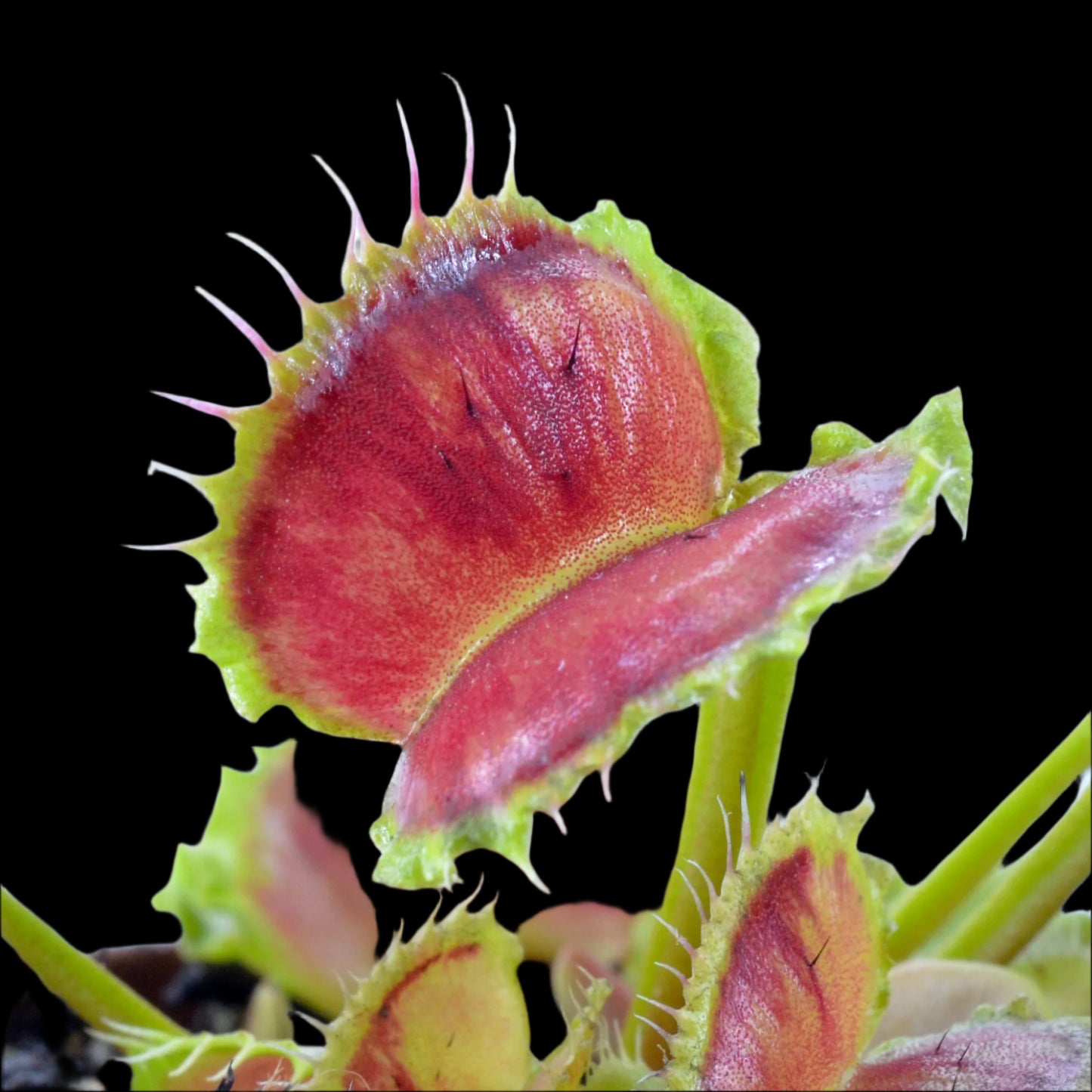 Dionaea muscipula ‘Wave Clip' (Venus Flytrap)