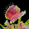 Dionaea muscipula 'Wave Clip'