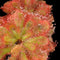 Drosera dielsiana