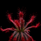 Drosera Neocaledonica