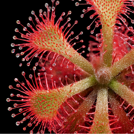 Close-up of a red and green carnivorous plant with a black background