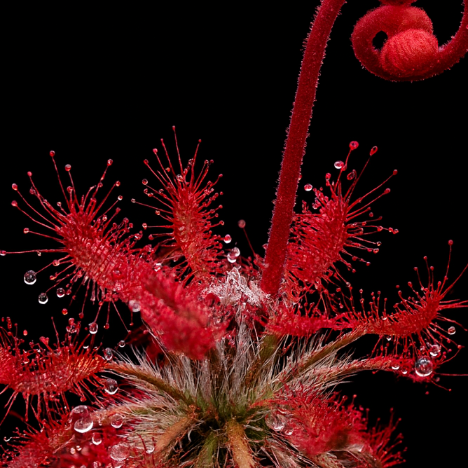 Close-up of a red flower with water droplets on a black background