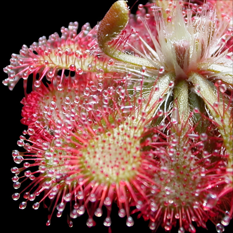 Communis Drosera Sundew Close-up of a pink and green carnivorous plant with droplets on its surface.