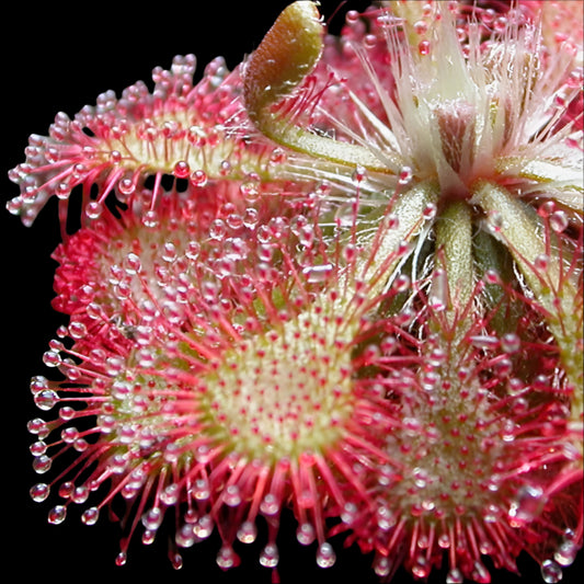 Communis Drosera Sundew Close-up of a pink and green carnivorous plant with droplets on its surface.
