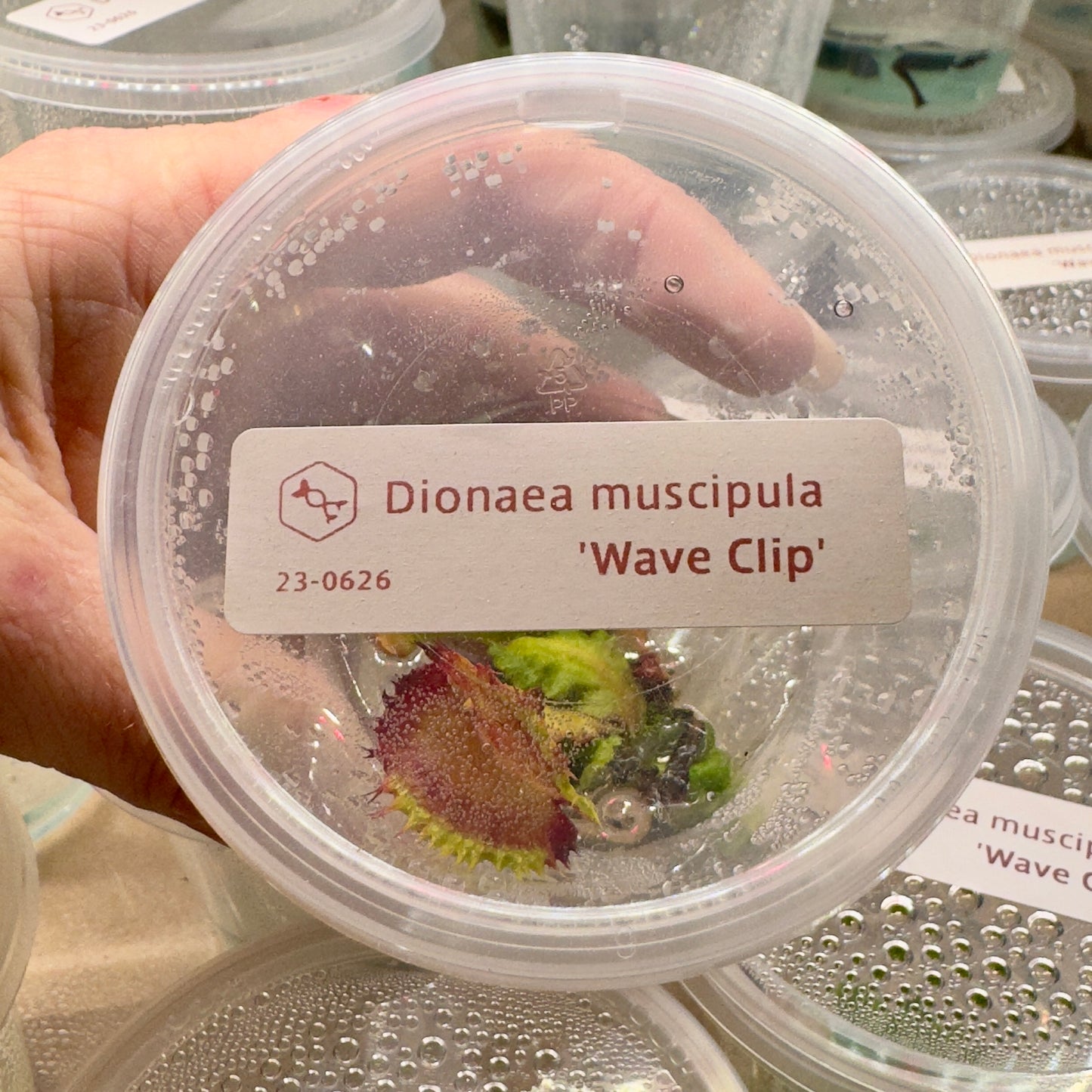 Dionaea muscipula ‘Wave Clip' (Venus Flytrap)
