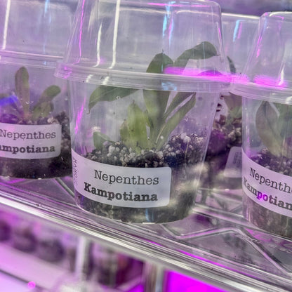 Nepenthes kampotiana