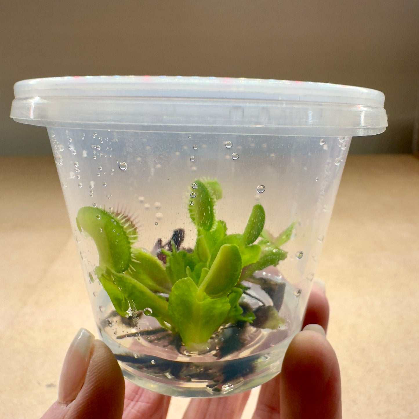 Dionaea muscipula ‘Diablo' (Venus Flytrap)