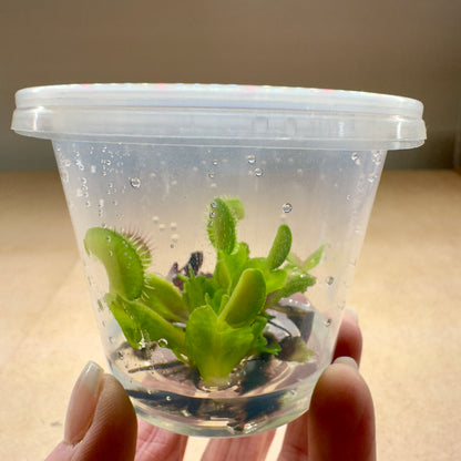 Dionaea muscipula ‘Diablo' (Venus Flytrap)
