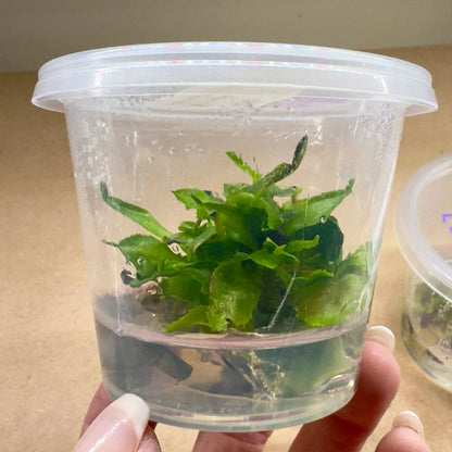 Dionaea muscipula ‘Double Trouble' (Venus Flytrap)
