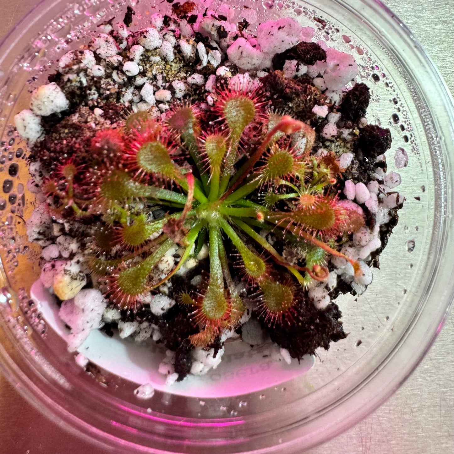 Drosera oblanceolata (Sundew)