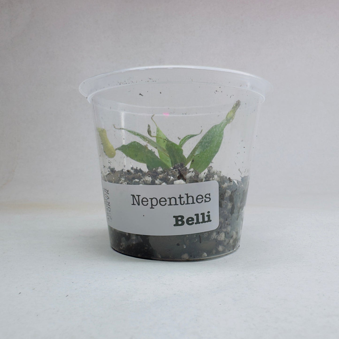 Nepenthes bellii (Tropical Pitcher Plant)