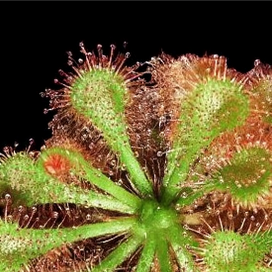 Drosera spatulata
