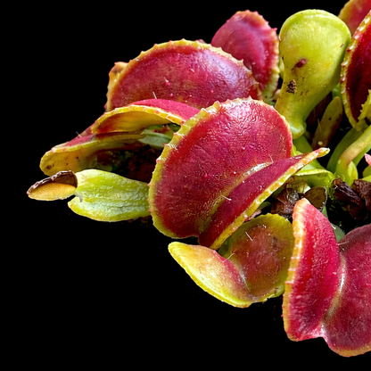 Dionaea Muscipula 'Amarone' (Venus Flytrap)