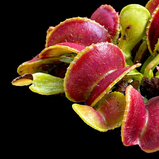 Dionaea Muscipula 'Amarone' (Venus Flytrap)