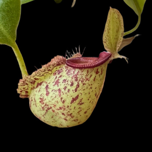 Nepenthes Hookeriana Lowland (Tropical Pitcher Plant)