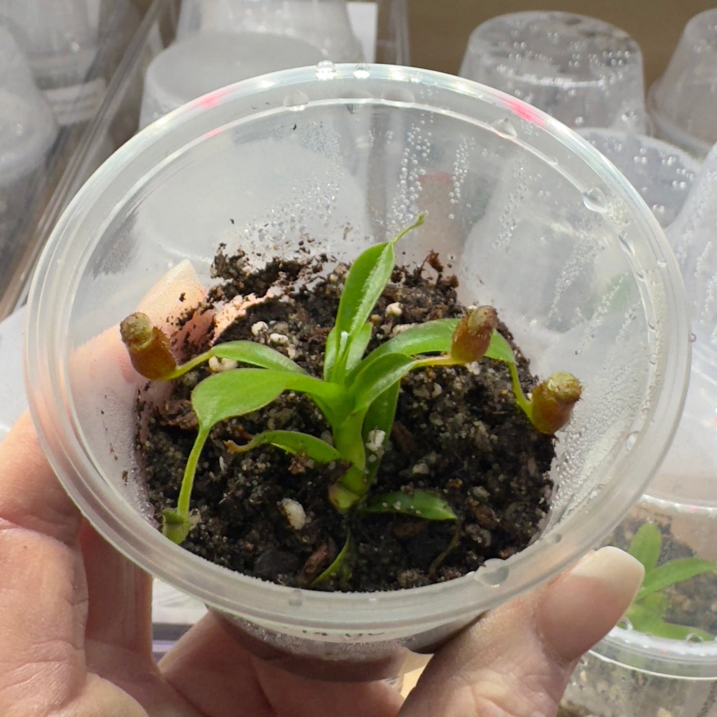 Nepenthes Briggsiana (lowii × ventricosa)