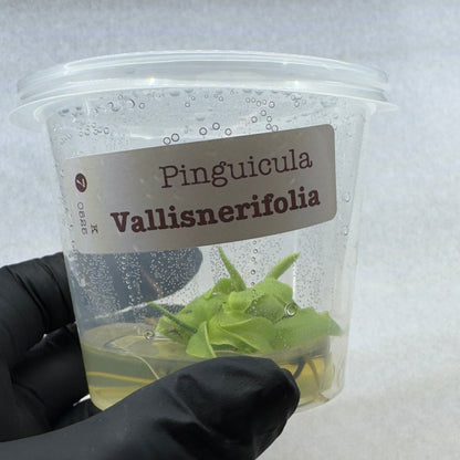 Small container with a plant labeled 'Pinguicula Vallisnerifolia' held by a gloved hand on a light background.