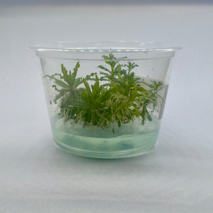 Pogostemon helferi