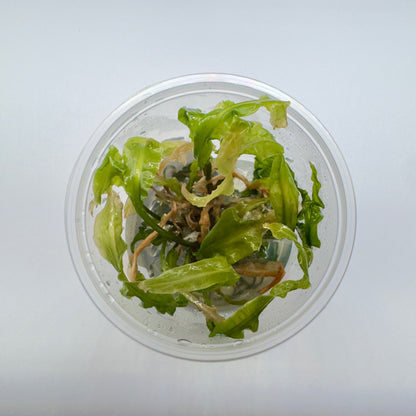Cryptocoryne crispatula 'Balansae'