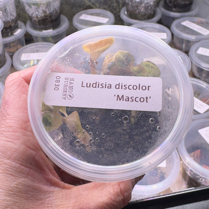 Hand holding a container labeled 'Ludisia discolor Mascot' with a background of similar containers.