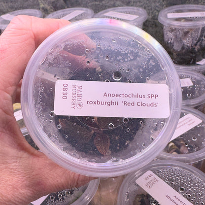 Hand holding a container labeled 'Anserichthys SPP' with more containers in the background.